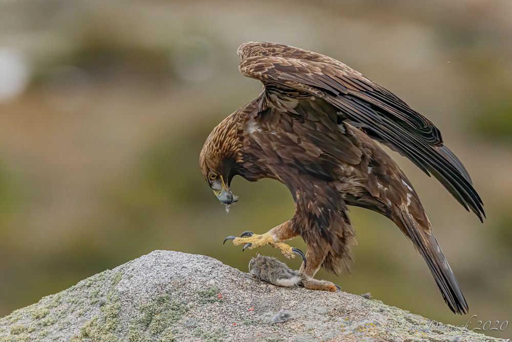 Der König der Adler / Aquila chrysaetos