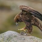 Der König der Adler / Aquila chrysaetos