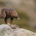 Der König der Adler / Aquila chrysaetos