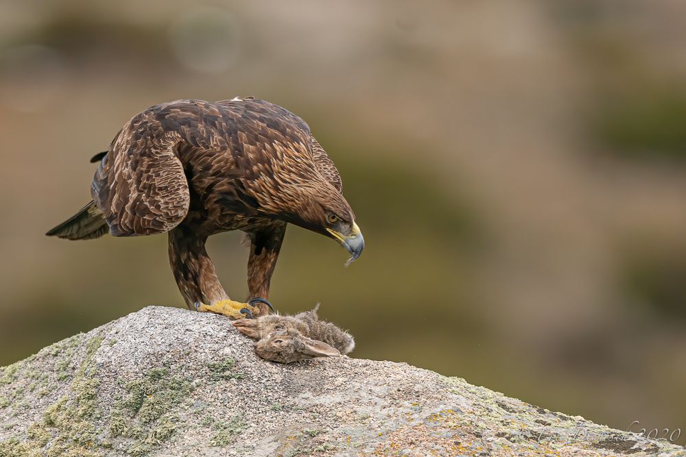 Der König der Adler / Aquila chrysaetos