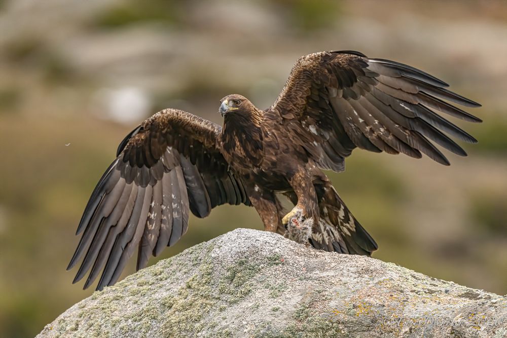 Der König der Adler / Aquila chrysaetos Foto & Bild | tiere, wildlife