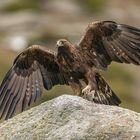 Der König der Adler / Aquila chrysaetos