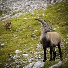 Der König der Alpen