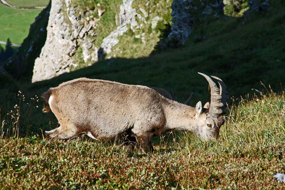 Der König der Alpen