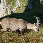 Der König der Alpen