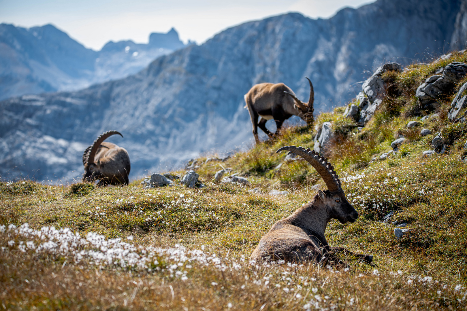 Der König der Alpen 