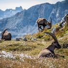 Der König der Alpen 