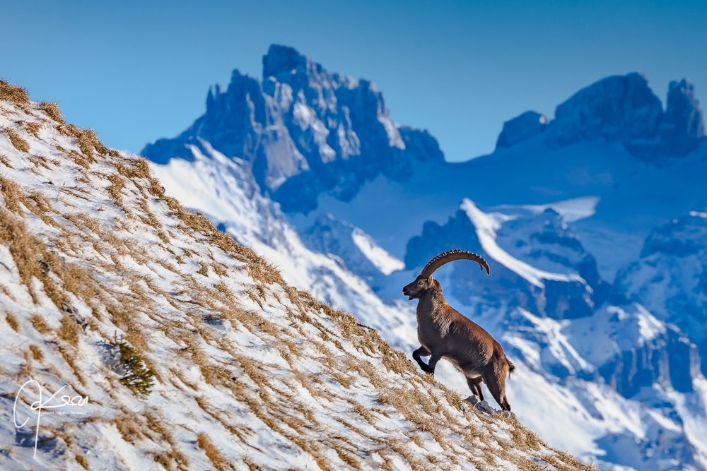 Der König der Alpen