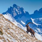 Der König der Alpen