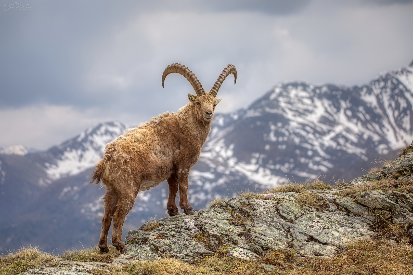 Der König der Alpen in seinem Reich