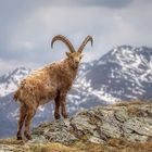 Der König der Alpen in seinem Reich