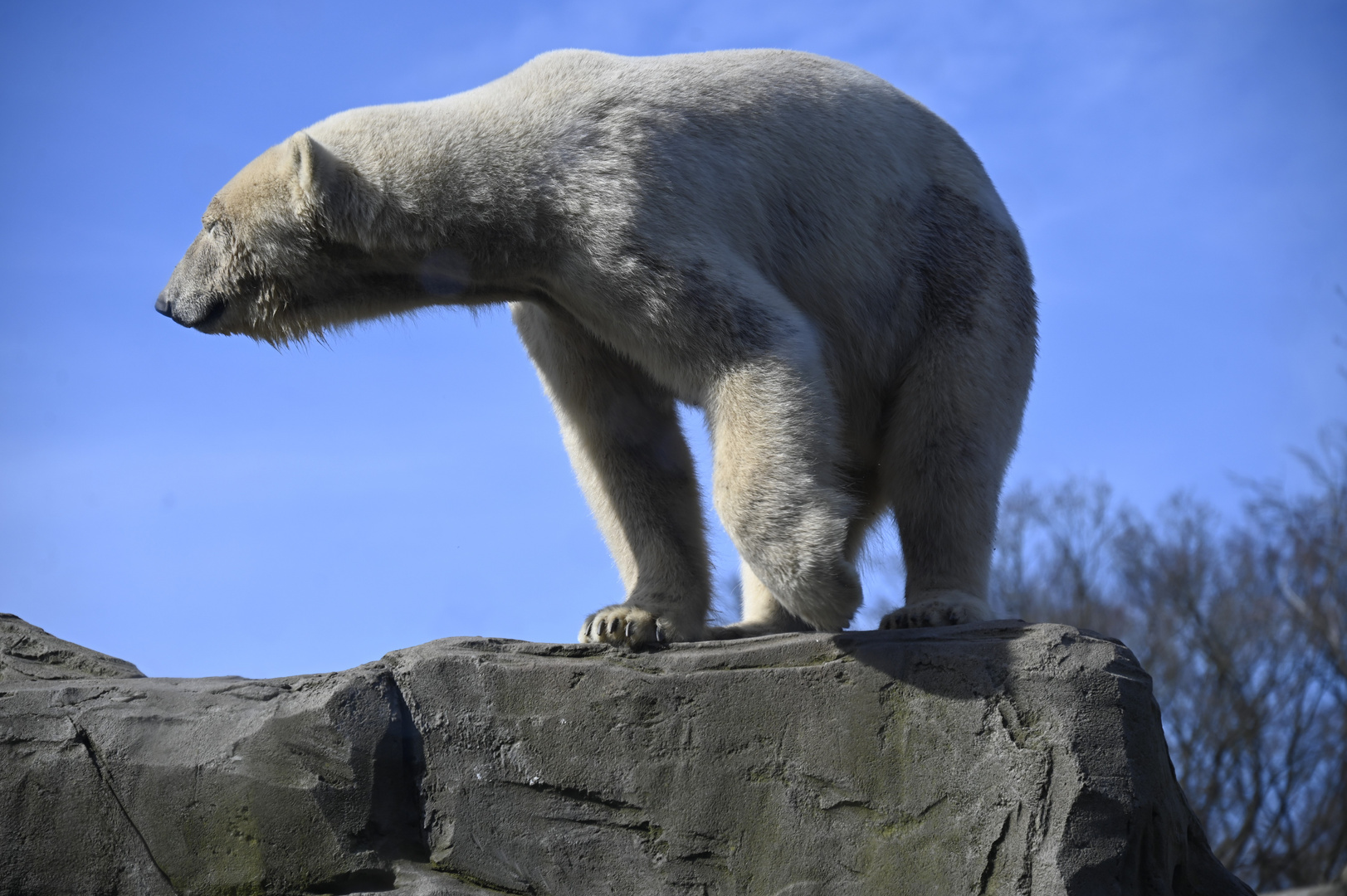 Der König der Arktis 