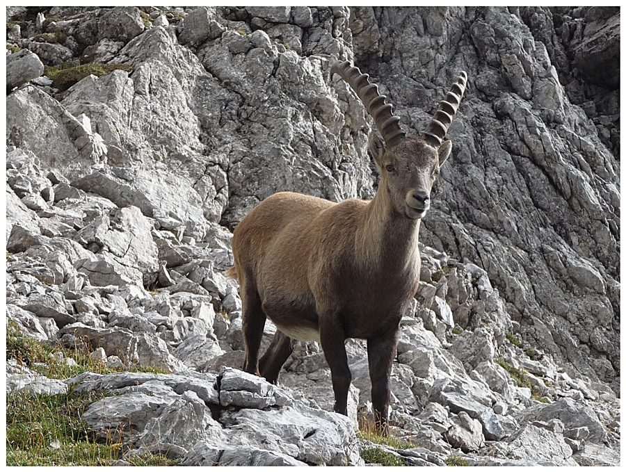 Der König der Berge