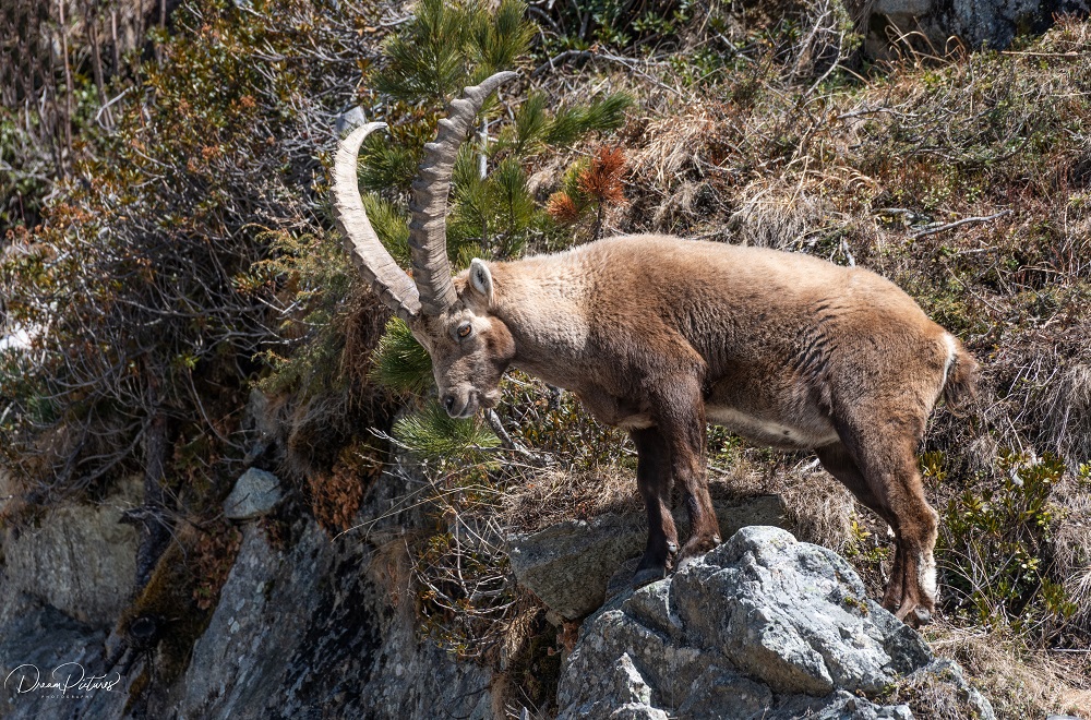 Der König der Berge