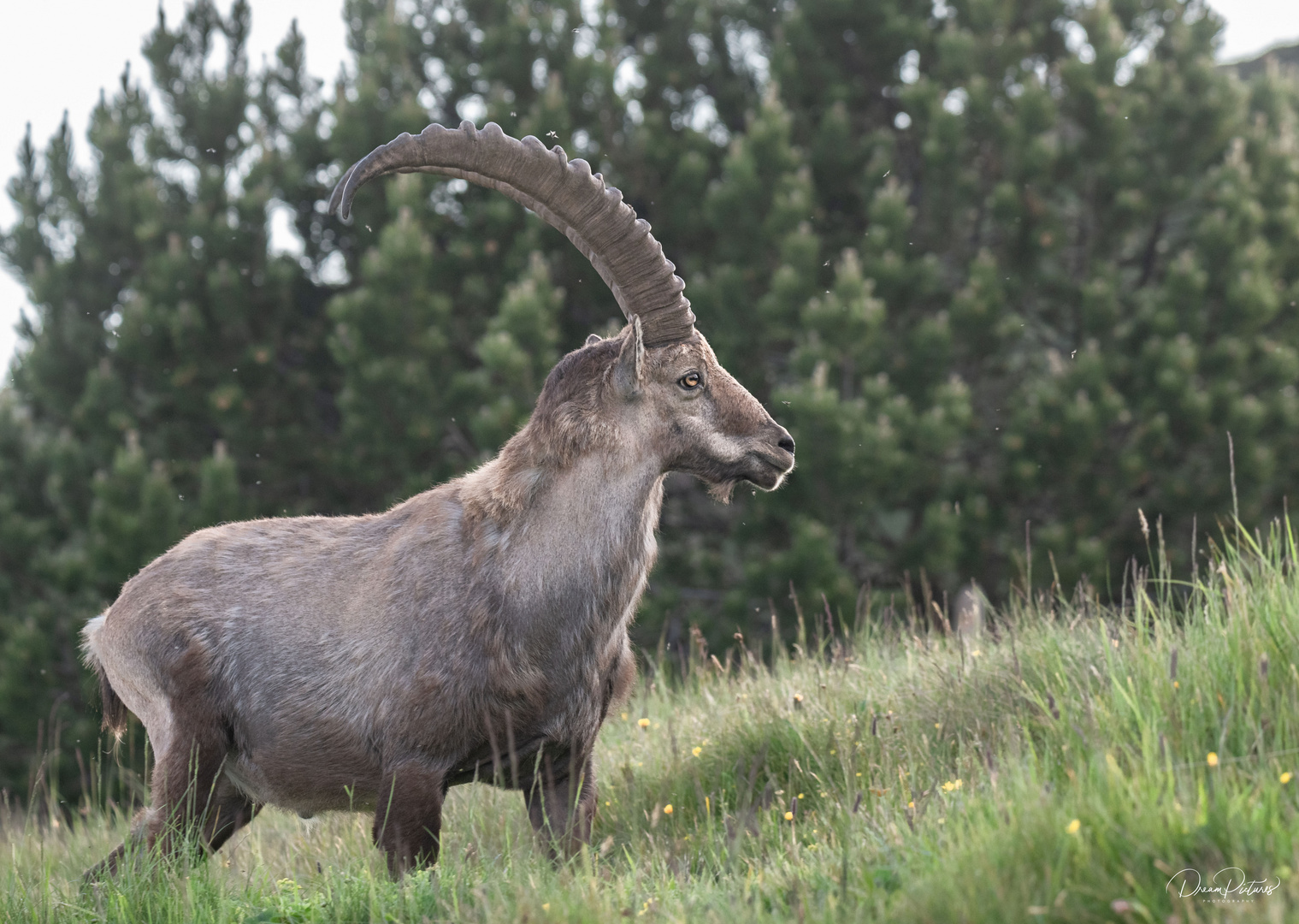 Der König der Berge