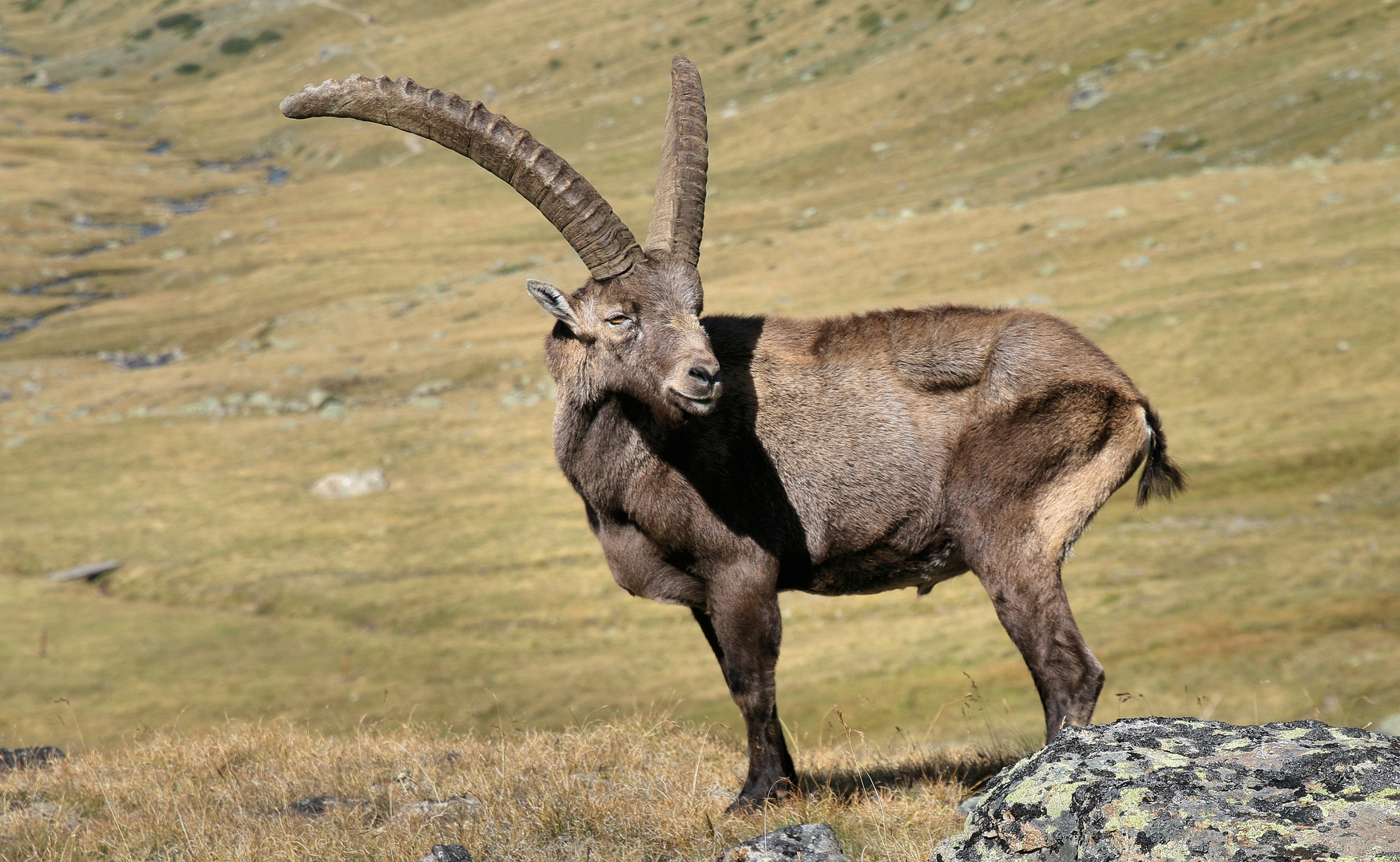 DER KÖNIG DER ENGADINER BERGE