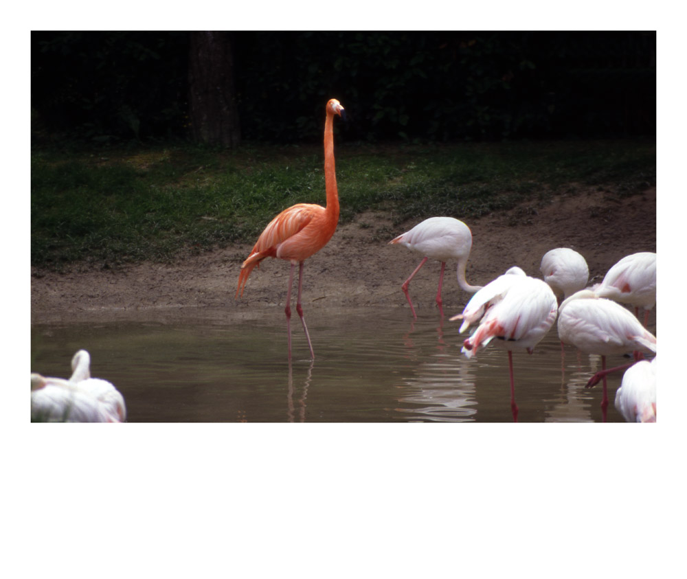 Der König der Flamingos