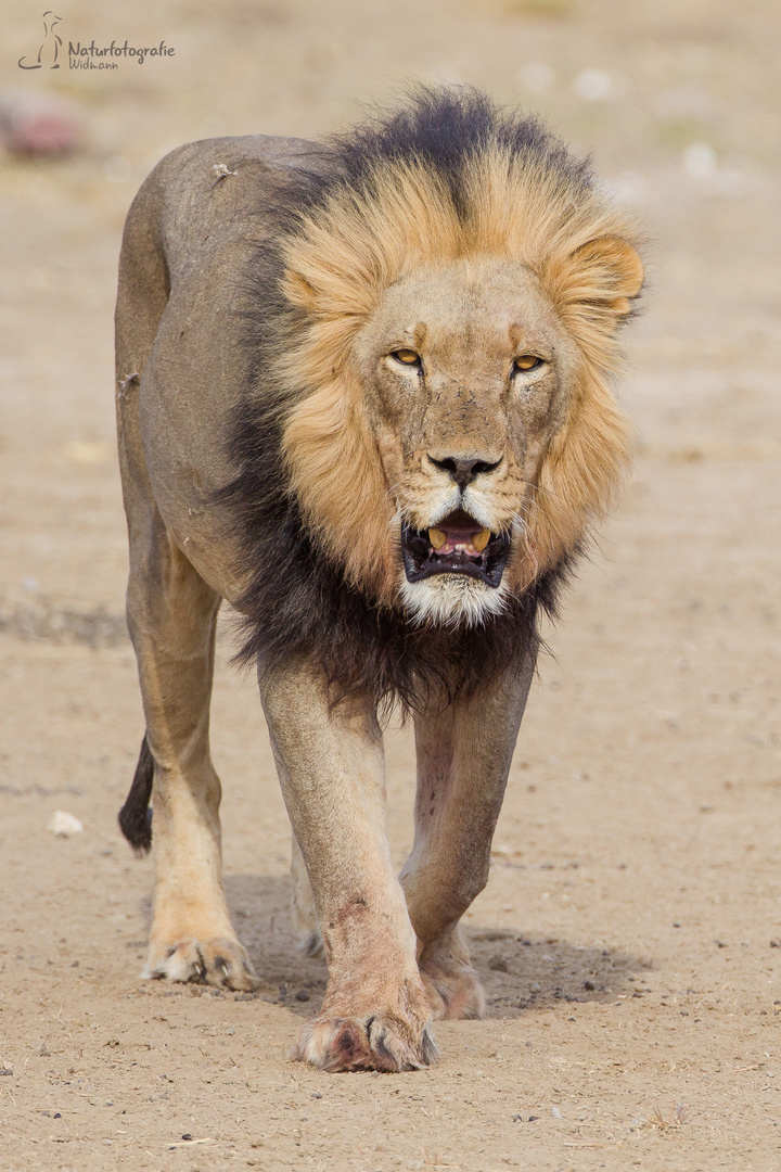 Der König der Kalahari