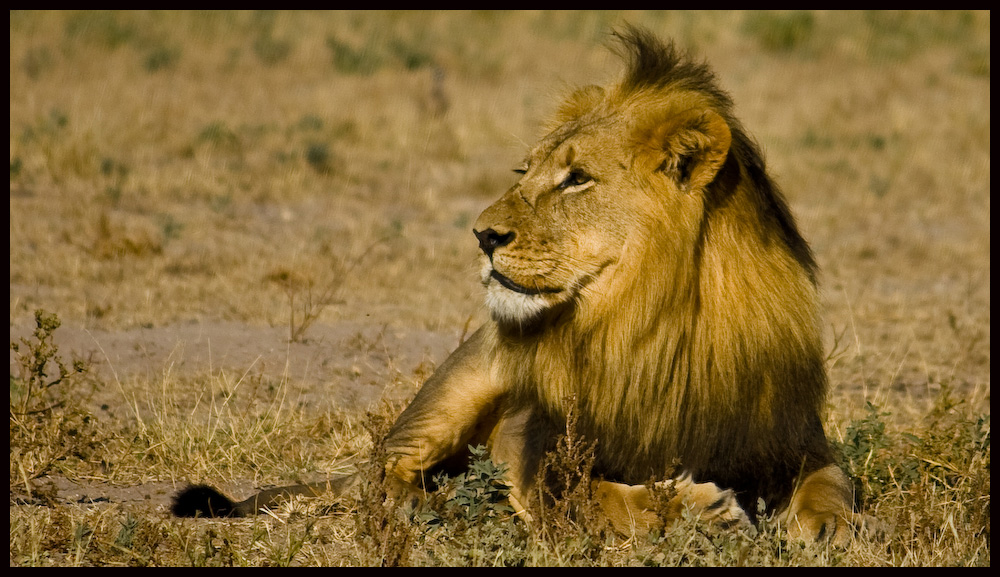 Der König der Kalahari