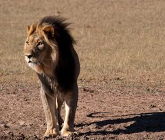 Der König der Kalahari