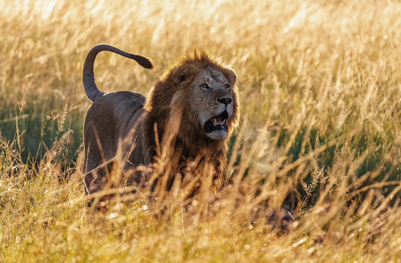 Der König der Löwen