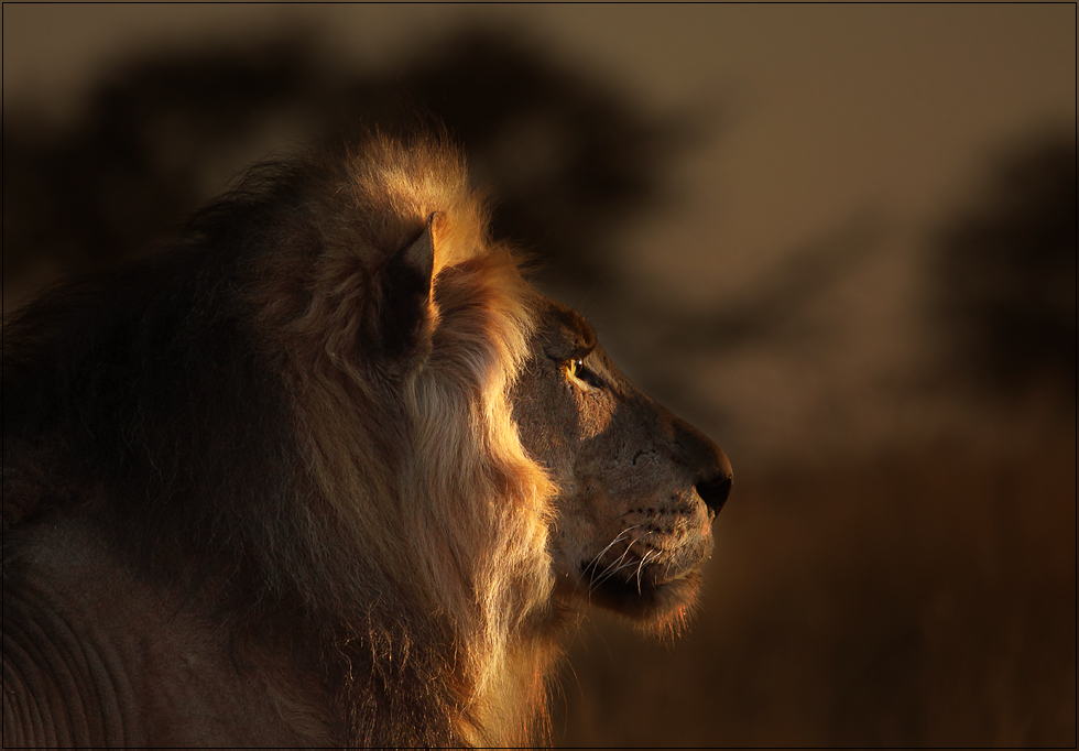 Der Konig Der Lowen Foto Bild Tiere Wildlife Saugetiere Bilder Auf Fotocommunity