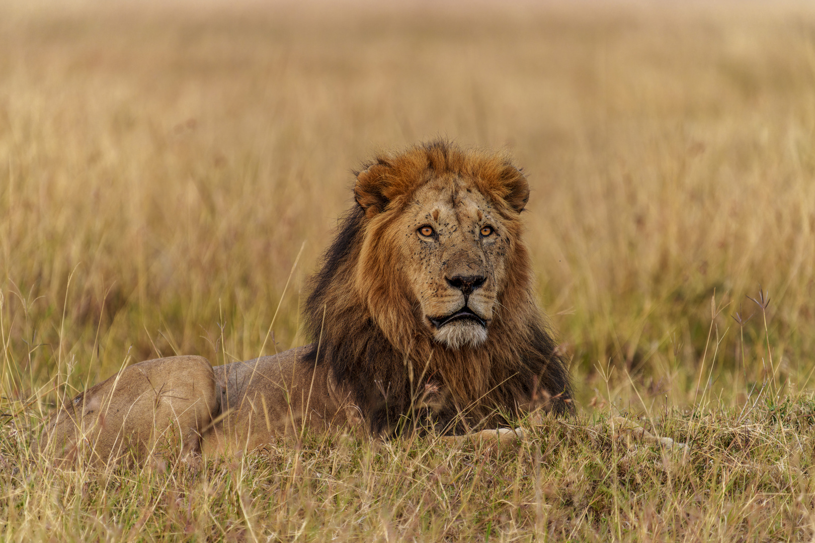 Der König der Löwen