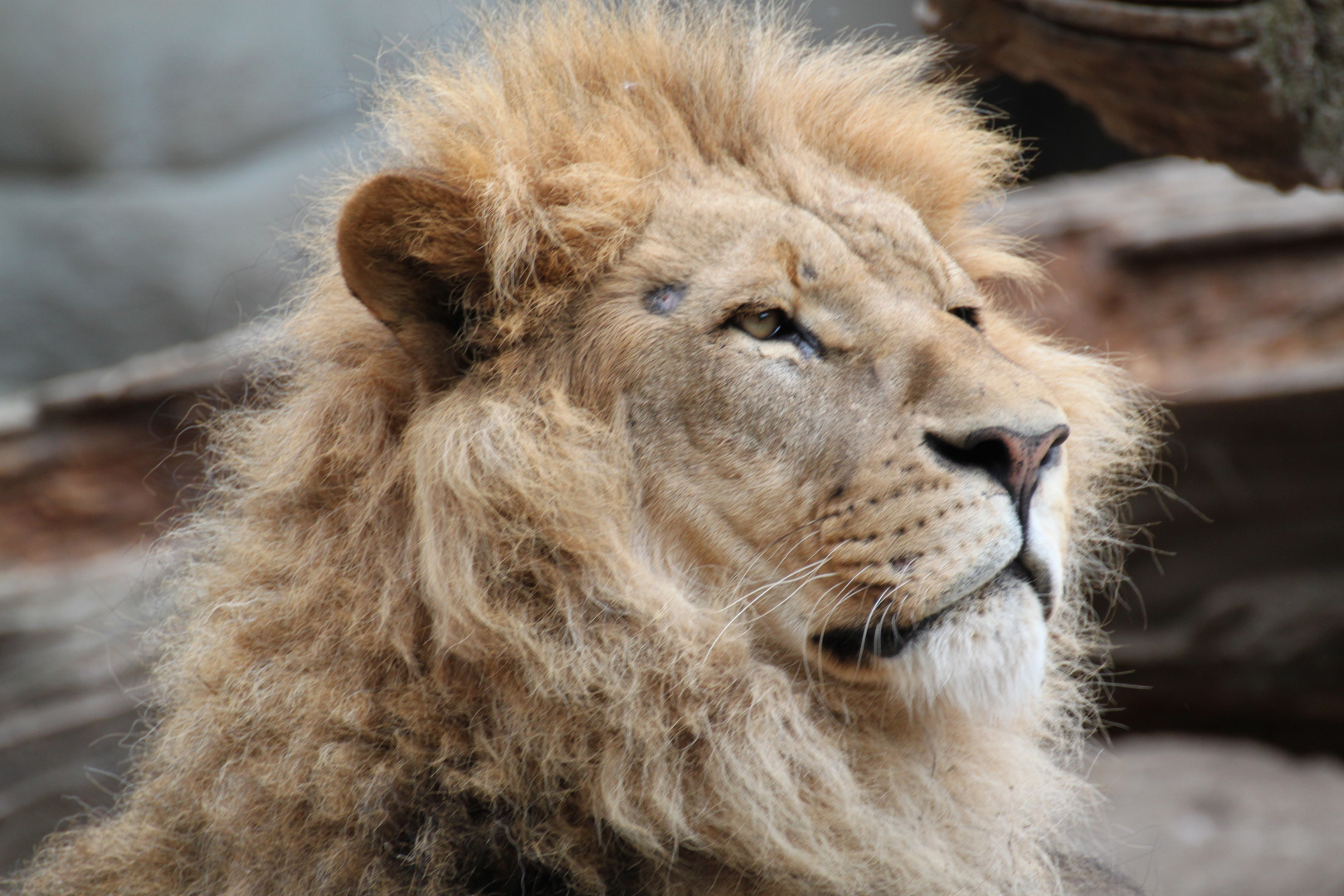 Der König der Löwen