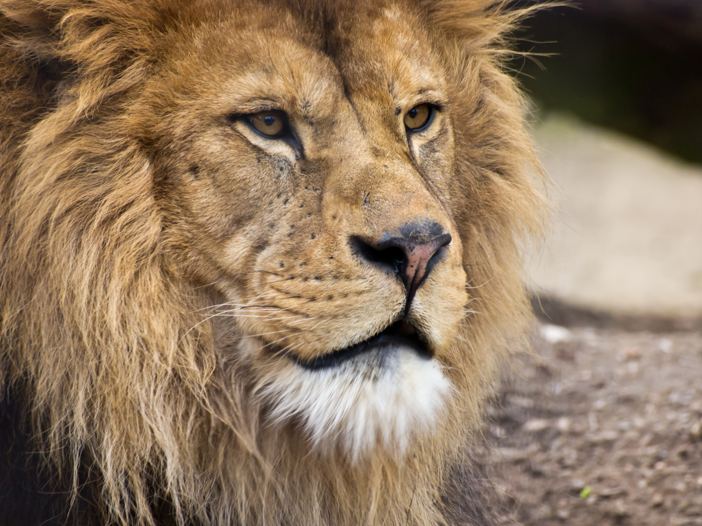 Der König der Löwen