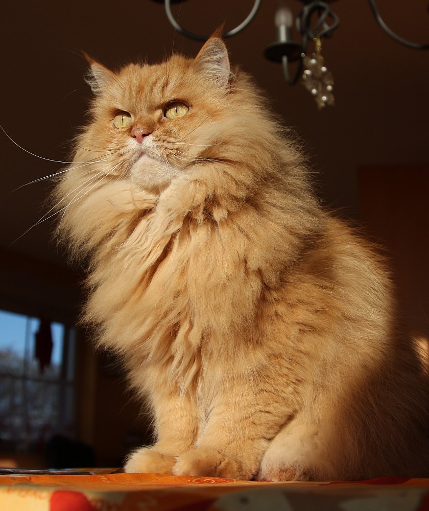 Der Konig Der Lowen Foto Bild Tiere Haustiere Katzen Bilder Auf Fotocommunity