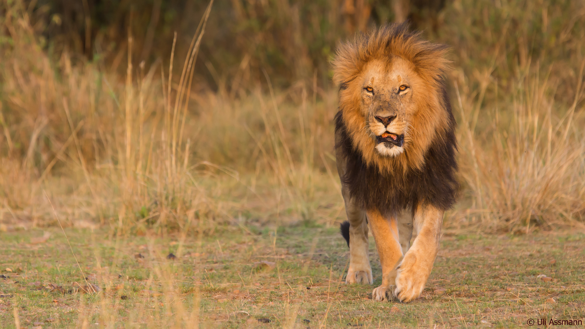 Der König der Löwen