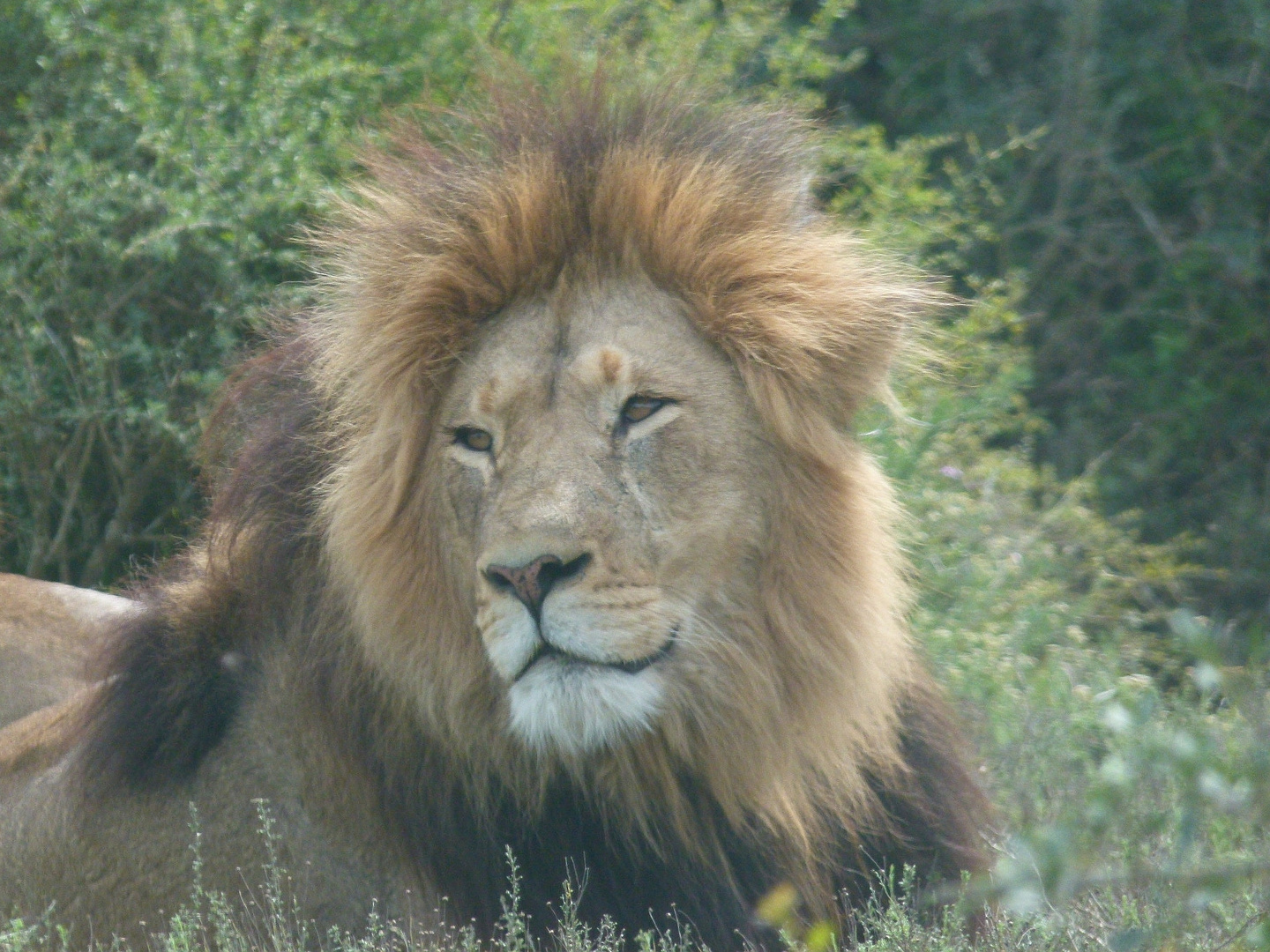 Der König der Löwen ...