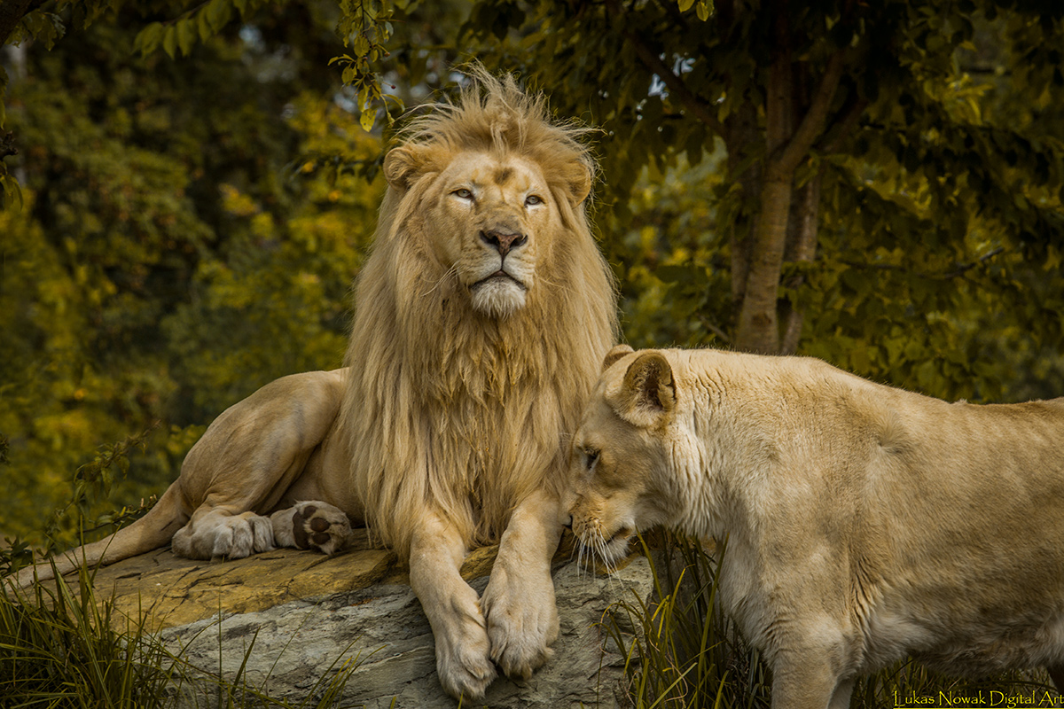 Der König der Löwen