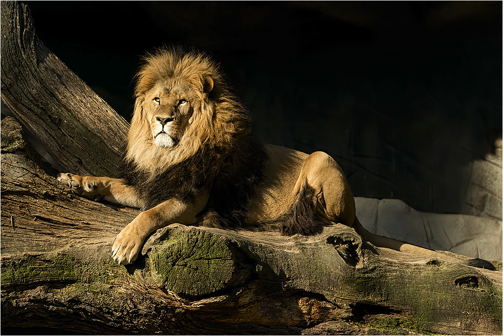 Der König der Löwen....