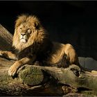 Der König der Löwen....