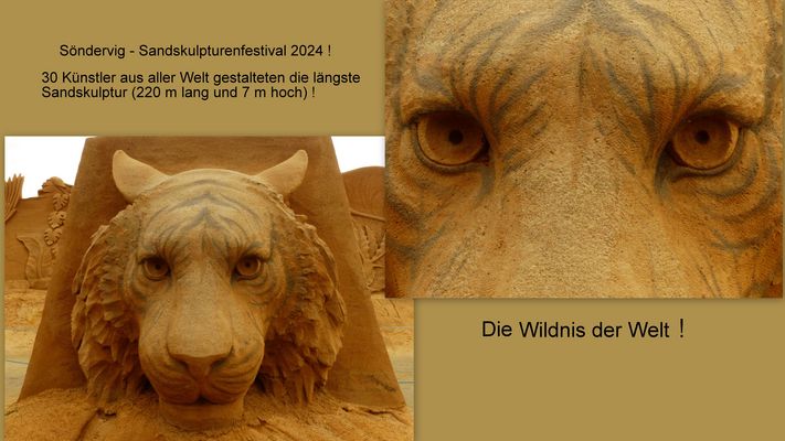 Der "König der Löwen "!