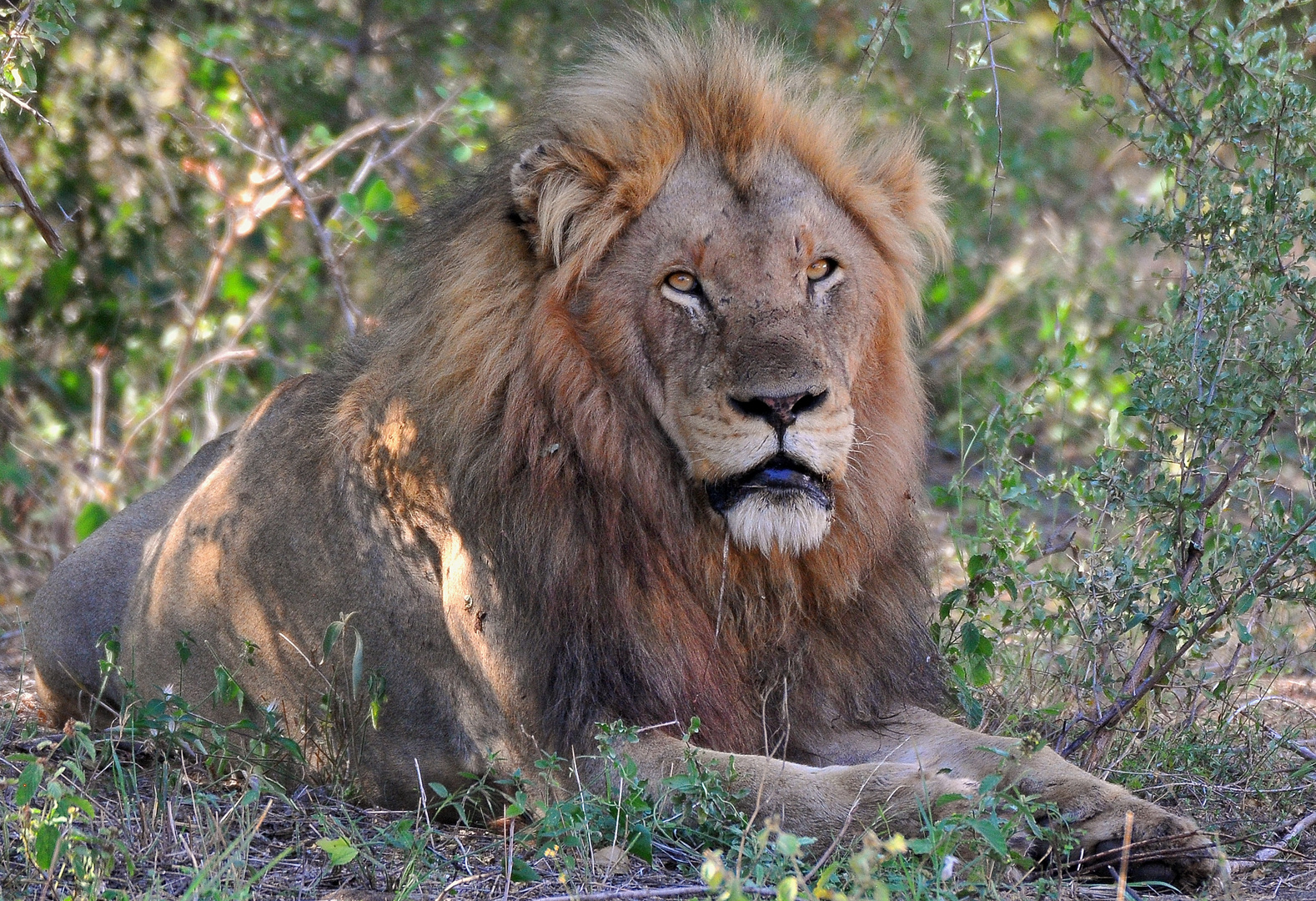 Der König der Löwen