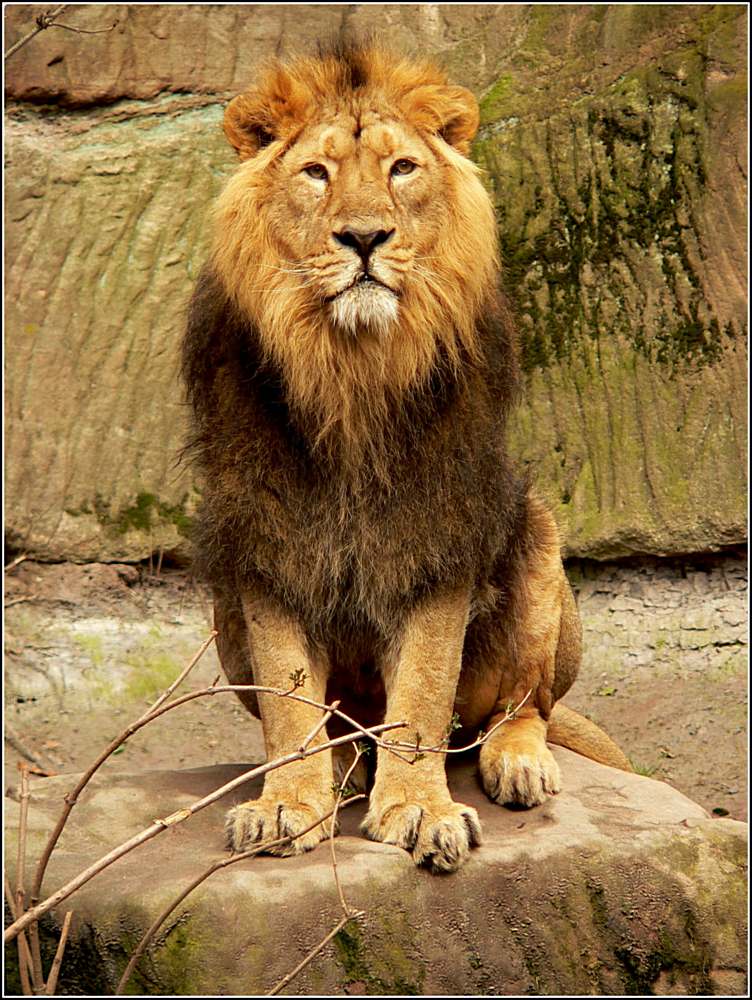 Der K nig der L wen Foto Bild tiere zoo wildpark Der K nig der L wen Foto Bild tiere zoo wildpark