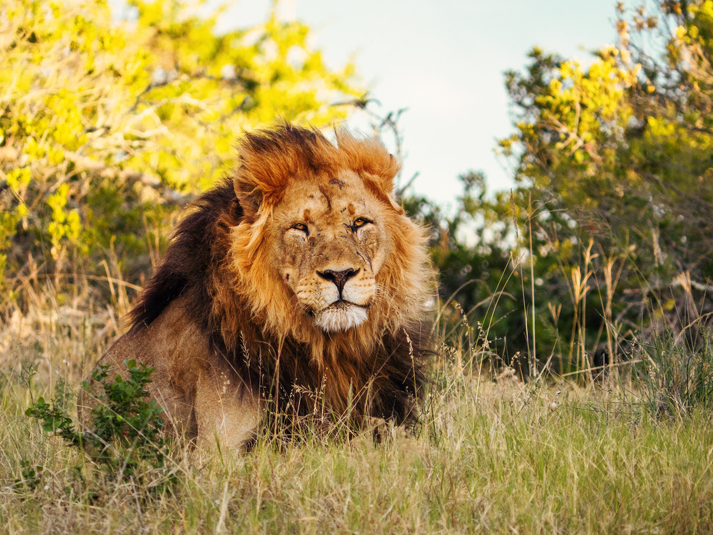 Der König der Löwen 