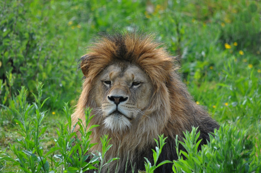 Der König der Löwen !?!