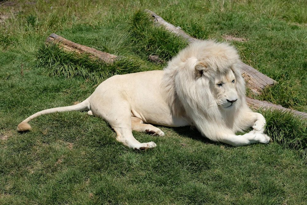 Der König der Löwen