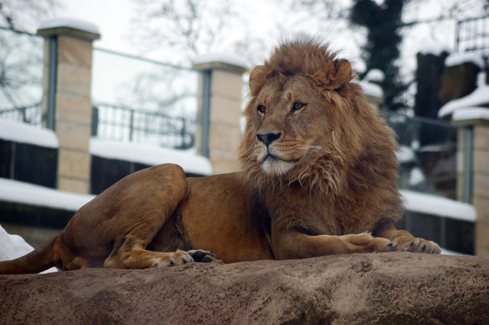 Der König der Löwen