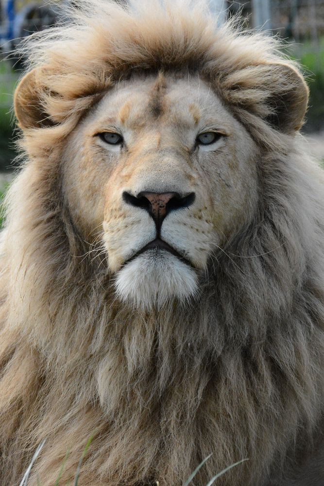Der König der Löwen Foto & Bild | tiere, zoo, wildpark & falknerei, säugetiere Bilder auf ...