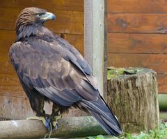 Der König der Lüfte am Boden