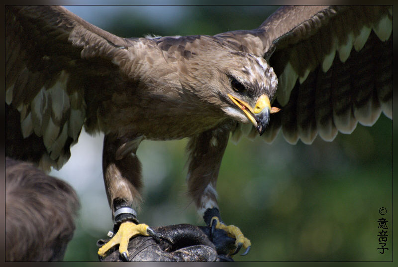 Der König der Lüfte hat Hunger...