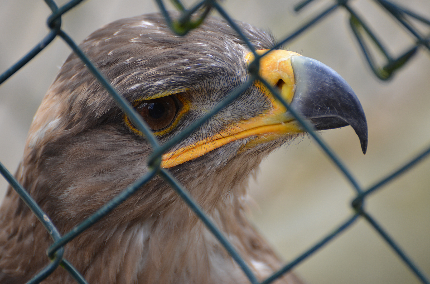 Der König der Lüfte hinter Gittern