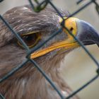 Der König der Lüfte hinter Gittern