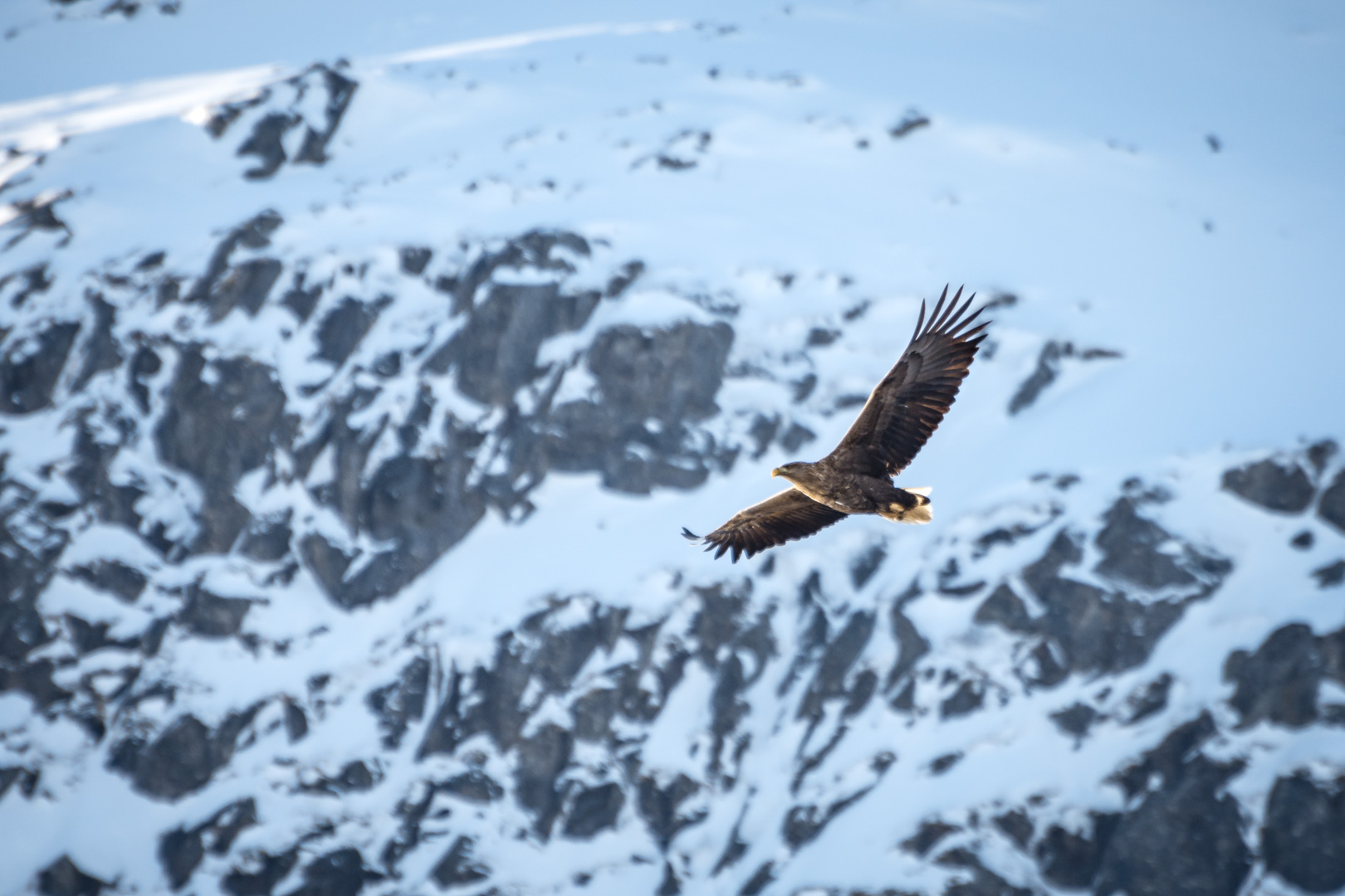 Der König der Lüfte im Raftsund, Norwegen3