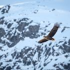 Der König der Lüfte im Raftsund, Norwegen3