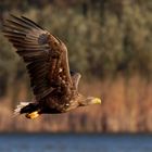 Der König der Lüfte... Seeadler (Haliaeetus albicilla)